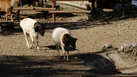 Two sheep walking across a dry ground inside a zoo enclosure under natural Stock Footage 325793905