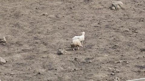 Two sheep walking in an enclosure Vidéo 311952576