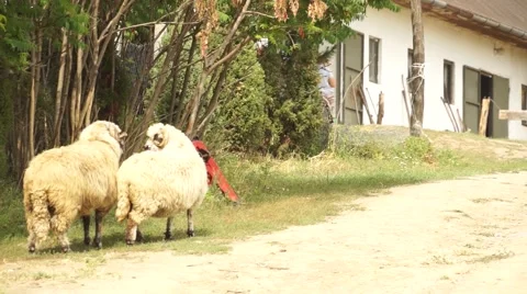 Two Sheep Walking on Farm Stock Footage 50592671