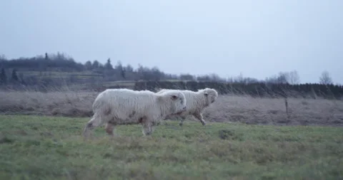 Two sheep walking one meadow Stock Footage 147633031