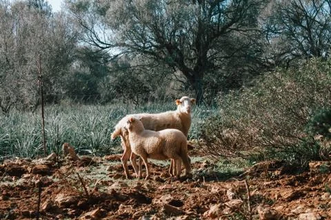 Two sheep in the wild staring into a camera. Concept of farm animals in susta Stock Photos