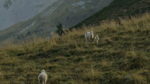 Two sheeps and a lamb meet in the mountain pasture. Stock Footage 56019696