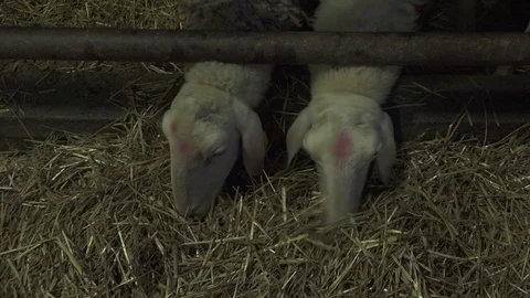 Two Sheeps Eating in a Stable Stock Footage 74474614