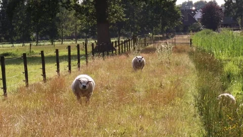 Two sheeps in the field at a sunset Stock Footage 340606936