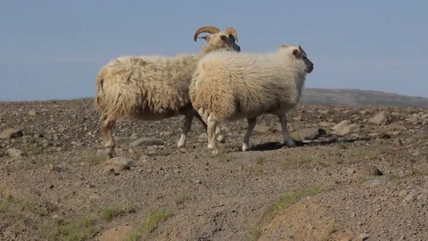 Two Sheeps 動画素材 76906123