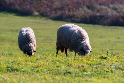 Two sheeps graze on pasture Stock Photos
