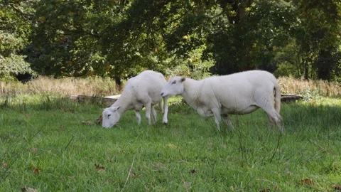 Two Sheeps Grazing on Grass Stock Footage 100441743
