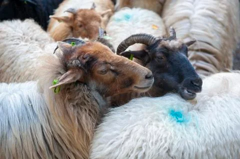 Two sheeps in a herd Stock Photos