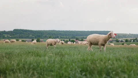 Two sheeps lambs graze and walk on grass field.. Summer evening at the farm Stock Footage 157595528