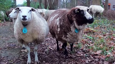  Two sheeps looking to the camera Stock Footage 82902671