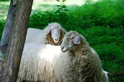 Two sheeps in a meadow Stock Photos
