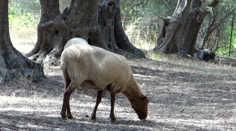 Two sheeps in an olive grove Видео 41380908
