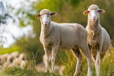 Two sheeps Fotos Stock