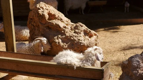 Two sheeps resting in the zoo. Stock Footage 87474286