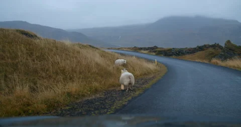 Two sheeps walking on road. Adventurous holidays in Iceland nature 库存影片 131394261