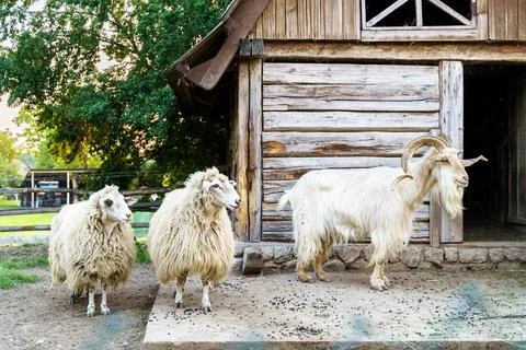 Two sheets and goat on the yard next to barn Stock Photos