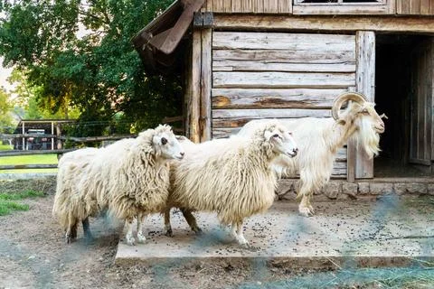 Two sheets and goat on the yard next to barn Stock Photos