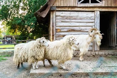 Two sheets and goat on the yard next to barn Stock Photos