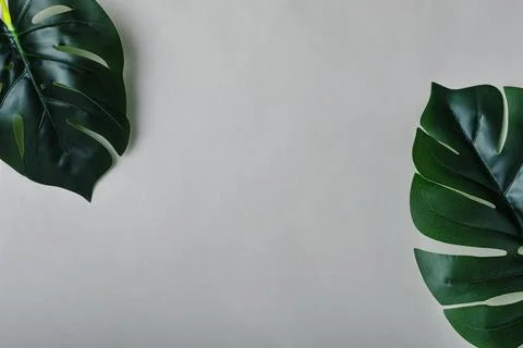 Two sheets of monstera on a grey background that are located diagonally in th Stock Photos
