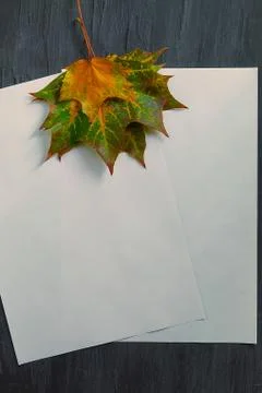Two sheets of rectangular white paper with maple leaves on a black background 스톡 사진