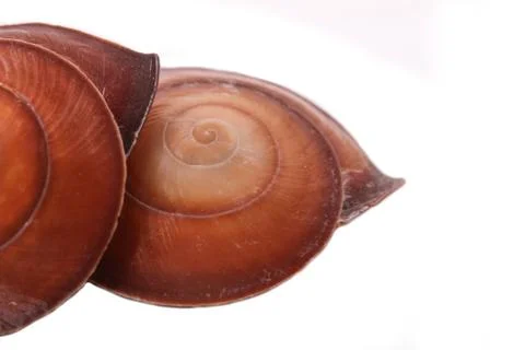 The two shell on the white background Stock Photos