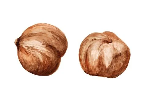Two shelled hazelnut Stock Illustration