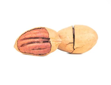Two shelled pecans Stock Photos