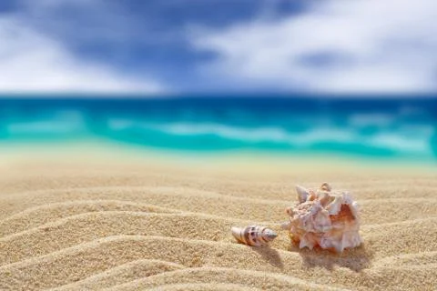 Two shells are lying in the sand. Close-up. Foto stock