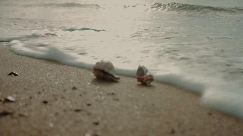 Two shells are in the sea tide. Stock Footage