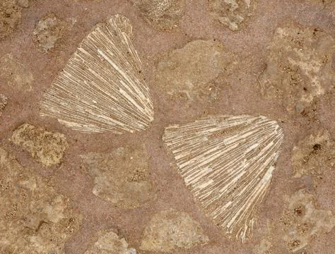 Two shells on a brown surface Stockfoto's