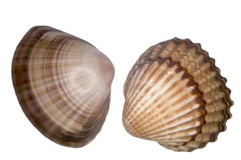Two shells close up on a white background Stock Photos