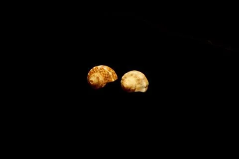 Two shells isolated on black Stock Photos