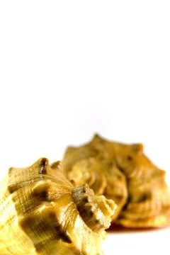 Two shells Stock Photos