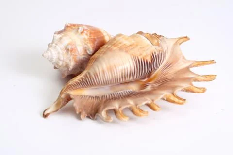 Two shells Stock Photos