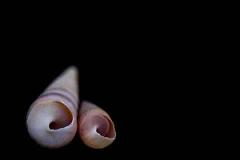 Two shells. Stock Photos