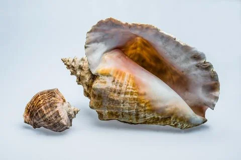 Two shells Stock Photos