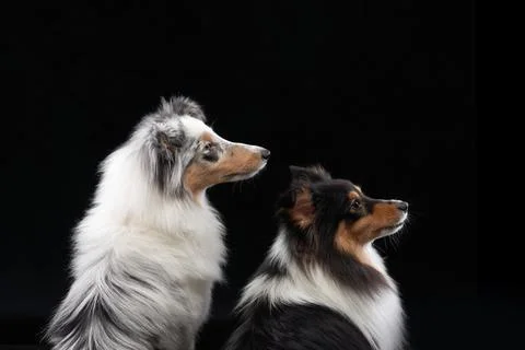 Two Shelti Dogs in a Dramatic Black Background Pose Stock Photos