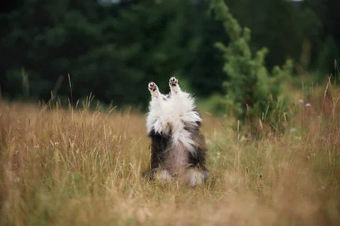 Two Shelties standing in forest clearing Stock Photos