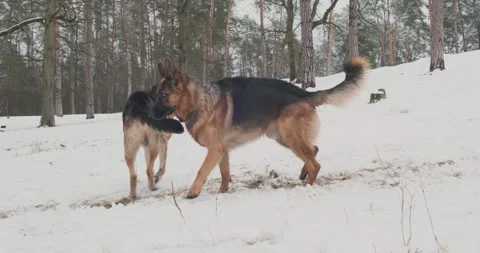 Two shepherd dogs meet in the forest in winter. Dogs looking at each other, snow Vidéo 232625140