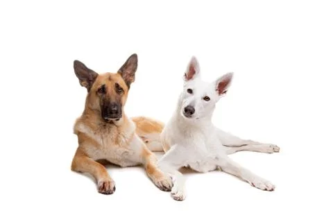 Two shepherd dogs Stock Photos