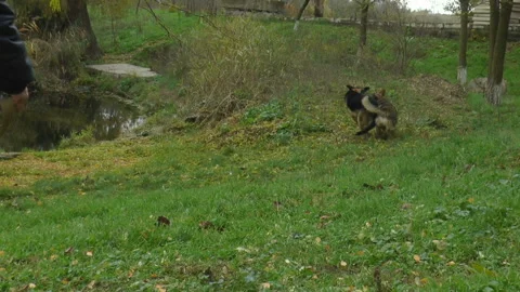 Two shepherd dogs playing on the shore of the lake Vídeos de archivo 143755894