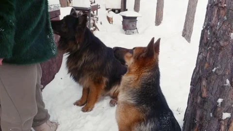 Two shepherd dogs wait attentively in snowy yard for reward from owner Stock Footage 332039785