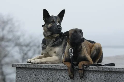 Two Shepherd War-Dogs Photos