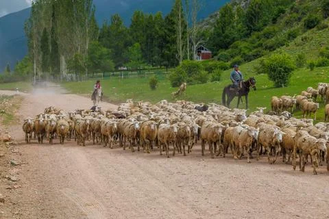 Two shepherds - father and son lead a flock of sheep along a mountain road on a Фото