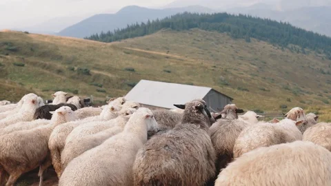 Two shepherds lead a flock of sheep to the mountains Stock Footage 127835858