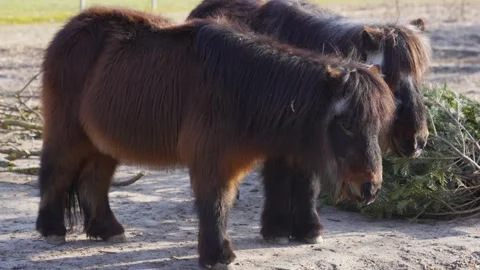 Two shetland ponies  Stock Footage 234170159