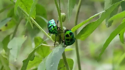 Two shield-backed bugs are on the stem of castor bean plant Stock Footage 314520964