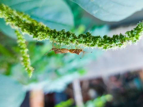 Two shield bugs connected abdomen-to-abdomen Stock Photos