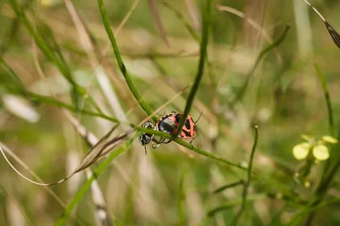 Two shield bugs mating on green plant. Eurydema ornata from family Pentatomidae Stock Photos