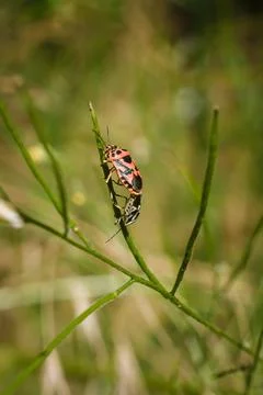 Two shield bugs mating on green plant. Eurydema ornata from family Pentatomidae Stock Photos